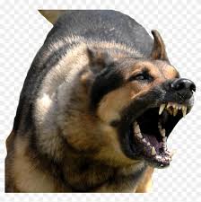Angry Dog Png With Transparent Background Angry Dog Transparent Background Png Download 915x873 5866774 Pngfind All png & cliparts images on nicepng are best quality. angry dog transparent background png