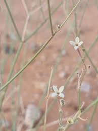 Image result for Kohautia caespitosa