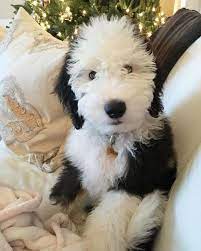If You Like Our Oak Leaf Pin Design Can You Follow Us Sheepadoodle Puppy Sheep Dog Puppy Cute Dogs