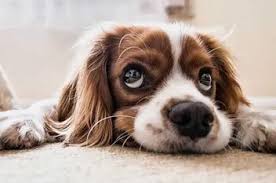 Wenn der stuhl ihres hundes blut enthält, das leuchtend rot ist, gibt es mehrere erklärungen, die bedeuten, dass es keinen grund zur beunruhigung gibt. Hund Hat Blut Im Stuhl Ursachen Behandlung Und Therapie
