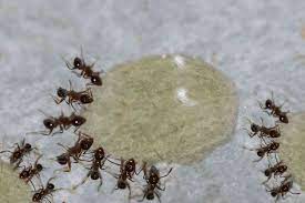The secret to getting rid of your ant problem is something called borax, a 100% natural do ants live in the walls of your house? How To Get Rid Of Ants In The House