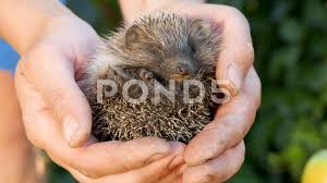 Small Hedgehog Portrait In Farmer S Hand Animal Rescue Stock Footage Ad Portrait Farmer Small Hedgehog Animal Rescue Animals Rescue