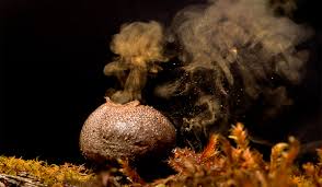 We did not find results for: Science Break Mushrooms January 2021 Cseg Recorder