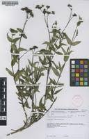 Image result for Conostomium natalense