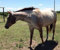 British rule and their academic system brought. 400 Native American Indian Horse Names The Paws