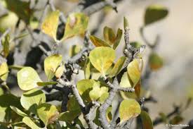 Image result for Garcinia volkensii