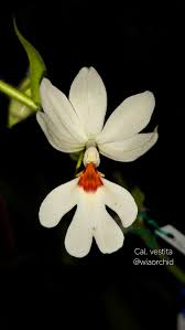 Image result for Calanthe