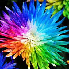 20pcs Rainbow Chrysanthemum Flower Seeds Rare Color Home Garden Chrysanthemum Flower Flower Garden Plants Chrysanthemum Seeds