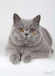 pin by wall on denenecek projeler baby cats cat and dog videos cats