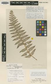 Image result for Dryopteris kilemensis