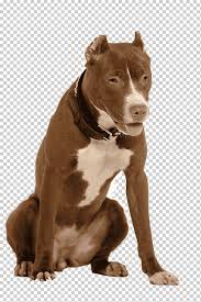 Learn all about the am staff and whether it can be a good family pet. American Pit Bull Terrier Dog Breed American Staffordshire Terrier Staffordshire Bull Terrier Bulldog Animals Carnivoran Dog Like Mammal Png Klipartz