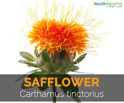 Safflower Carthamus Tinctorius Safflower Health Benefits Nutritional Value