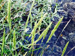 Image result for Sacciolepis rigens