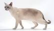 Tonkinese - Aubrey Animal Medical Center