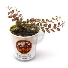 Image result for Solanum sp. B