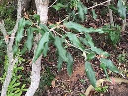 Image result for Croton gratissimus