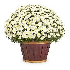 1 5 Gallon White Chrysanthemum In Planter Lowes Com Mums Flowers White Chrysanthemum Chrysanthemum