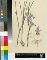 Image result for Gladiolus permeabilis