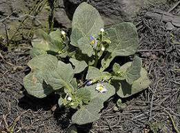 Image result for Solanum richardii