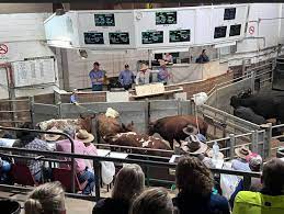 How to Run a Successful Livestock Agent Business(customer service)