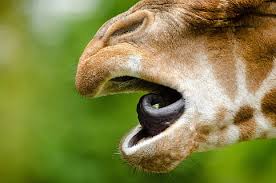 Maybe you would like to learn more about one of these? Hd Wallpaper Rothschild Giraffe Tongue Mouth Macro Mammal Close Up Wallpaper Flare