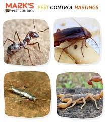 At a2b pest control hastings, we specialise in solving all types of pest problems including wasp control in hastings, rats, mice and bed bugs. Pest Control Hastings Affordable Pest Termite Exterminator