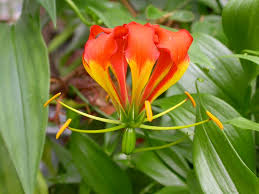 Image result for Gloriosa superba