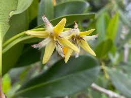 Image result for Rhizophoraceae