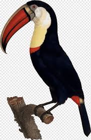 Ada 32 spesies burung enggang di asia, di burung enggang hewan yang setia. Jacques Png Images Pngwing