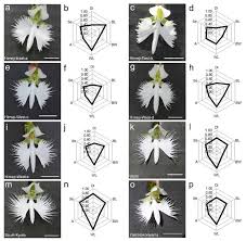 Image result for Habenaria elliotii