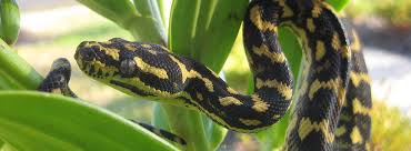 We always have a huge variety of our own captive bred carpet pythons for sale. Carpet Pythons For Sale Morphmarket Usa