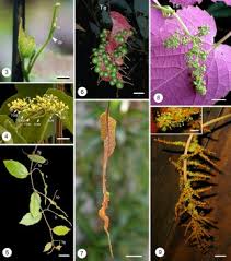 Image result for Vitaceae