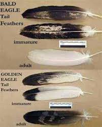 Eagle Feathers Eagle Feather Tattoos Bald Eagle Feather Eagle Feathers