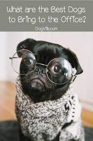 Dog Friendly Office Pros Cons How To Find One Dogvills Dog Friends Cute Dogs Pets