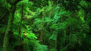 Ağaç formasyonu nedir? Özellikleri nelerdir? - Habervakti, son dakika  haber, haber, güncel haberler, gazeteler