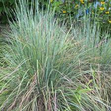 Image result for Schizachyrium