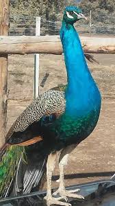Pin By Iskeceli Muammer On Peacocks Peacock Animals Happy New Year 2019