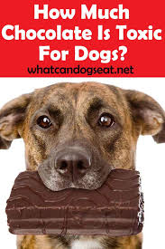How Much Chocolate Is Toxic For Dogs Dog Ate Chocolate Can Dogs Eat Dog Nutrition