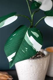 Paper White Knight Philodendron Lia Griffith In 2020 House Plants Plants Variegated Plants
