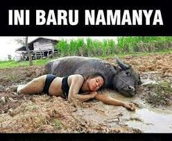 Berikut adalah gambar hewan langka di dunia, hewan aneh, hewan aneh, makhluk aneh, binatang aneh, hewan unik, hewan teraneh, dan berbagai aneh! 49+ gambar hewan langka di dunia. Pengen Ketawa Tapi Males Cari Gambar Lucu Kalian Mungkin Sering Melihat Gambar Lucu Dan Unik Bikin Ngakak Gam Grumpy Cat Humor Memes Funny Faces Cartoon Jokes