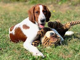 Maybe you would like to learn more about one of these? American Kennel Club