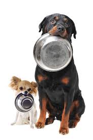 A variety of formulas are available, including chicken and beef. Bravo Kong Dog Cat Food Recalls