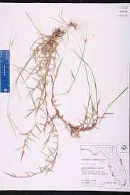Image result for Digitaria longiflora