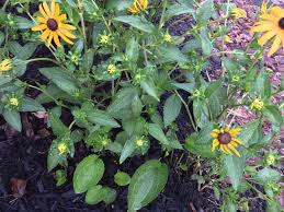 Septoria leaf spot begins as small, dark brown spots on leaves that grow up to 1/4 inch in diameter. Blackeyed Susan Disease 578895 Ask Extension