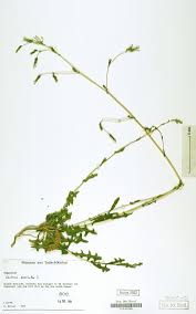 Image result for Stemodiopsis rivae