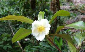 Image result for Styppeiochloa