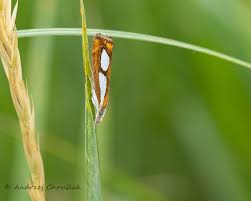 Image result for Catoptria pinella
