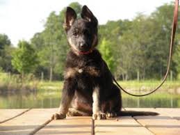 Most of puppies are kci registered. German Shepherd Puppies In Indiana