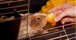 What foods and supplements are best sources of vitamin c for your guinea pig? Guinea Pig Vitamin C Requirements Petcoach