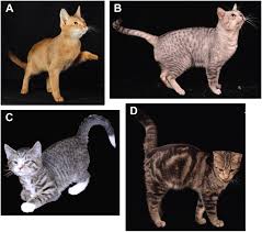 A scientific experiment has shown that if you keep. Defining And Mapping Mammalian Coat Pattern Genes Multiple Genomic Regions Implicated In Domestic Cat Stripes And Spots Genetics